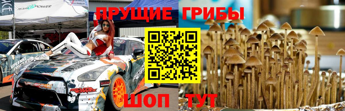 Псилоцибиновые грибы Magic Shrooms Гусиноозёрск